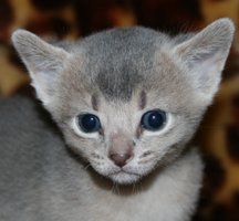 kitten